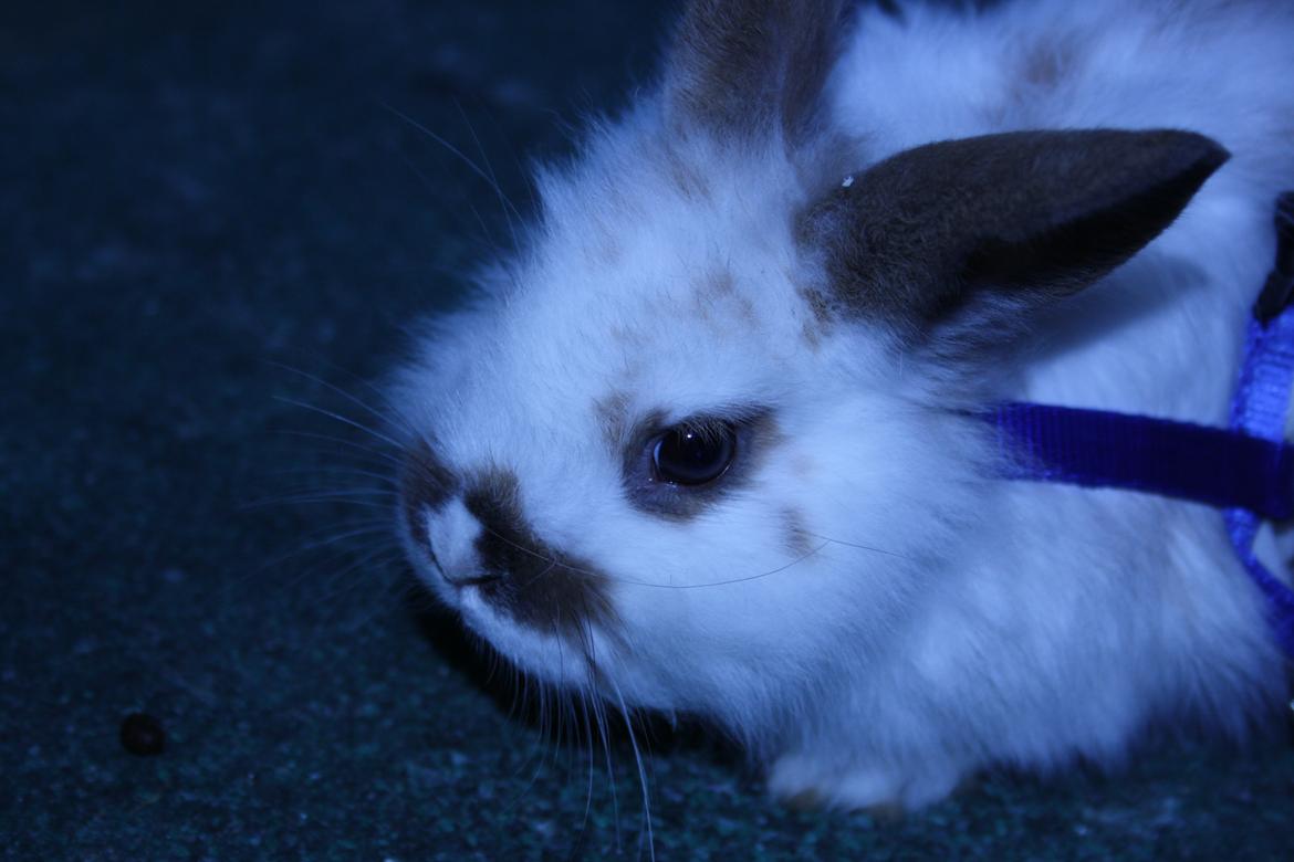 Kanin vimse billede 14
