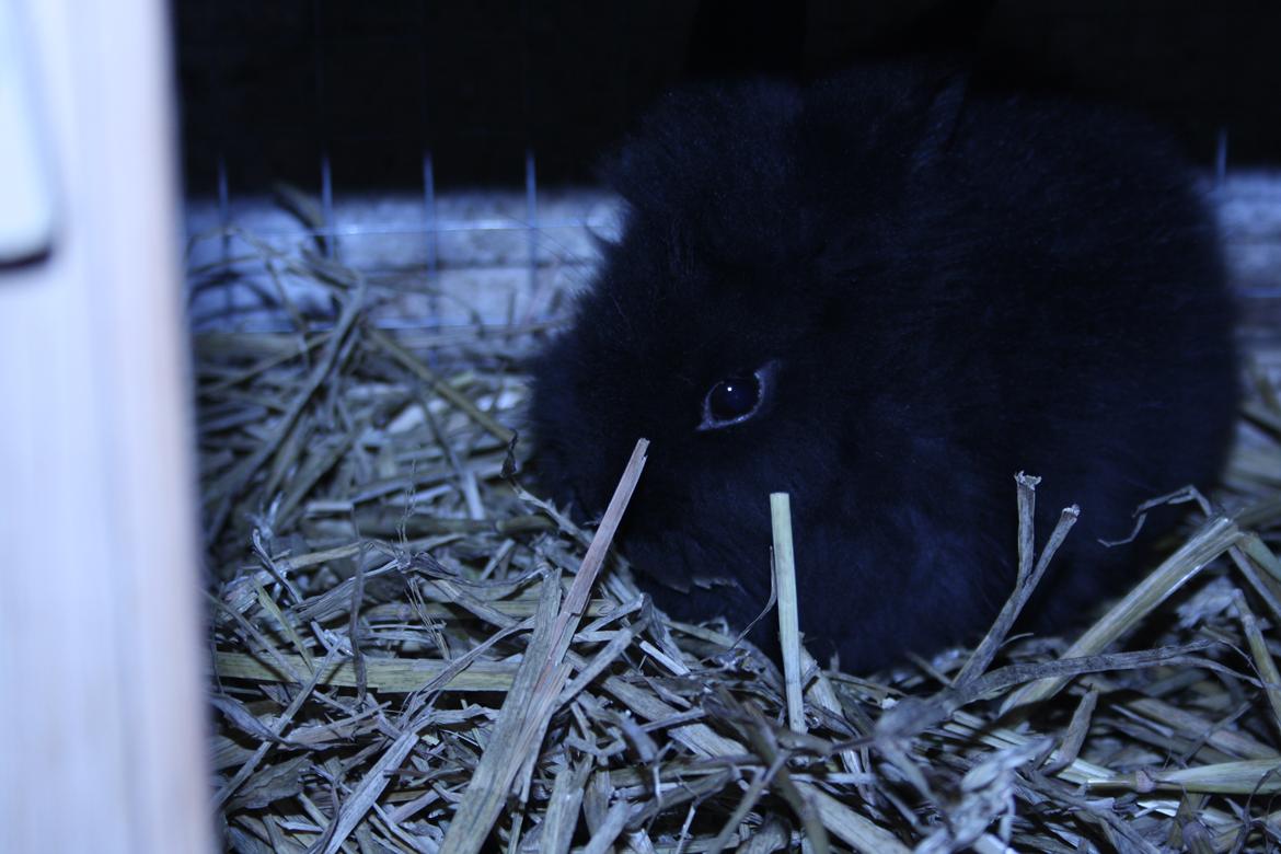 Kanin stampe billede 13