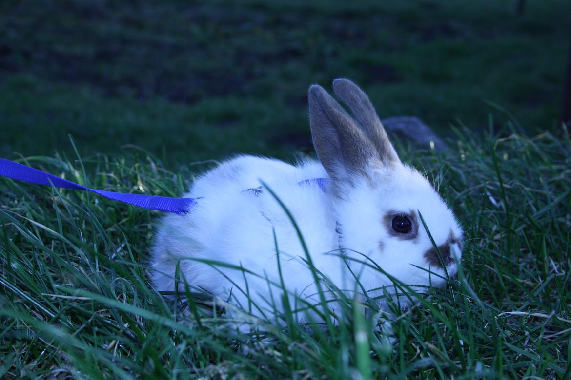 Kanin vimse billede 3