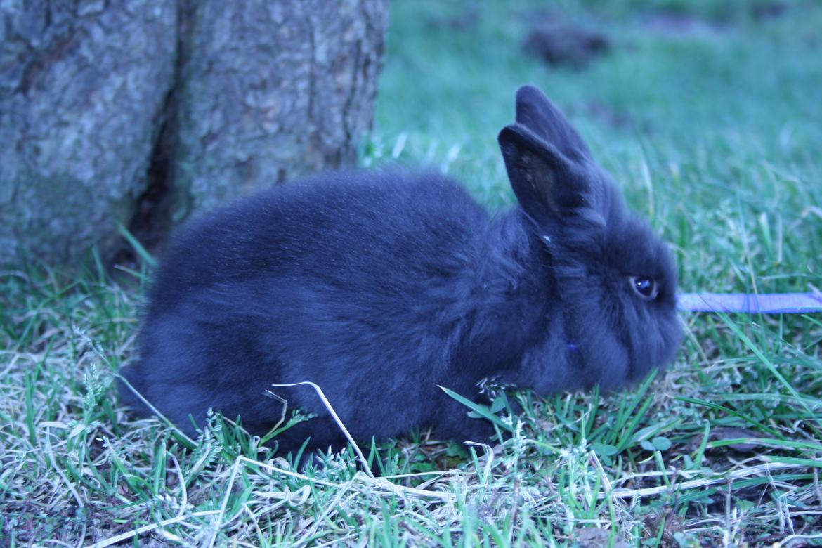 Kanin stampe billede 14