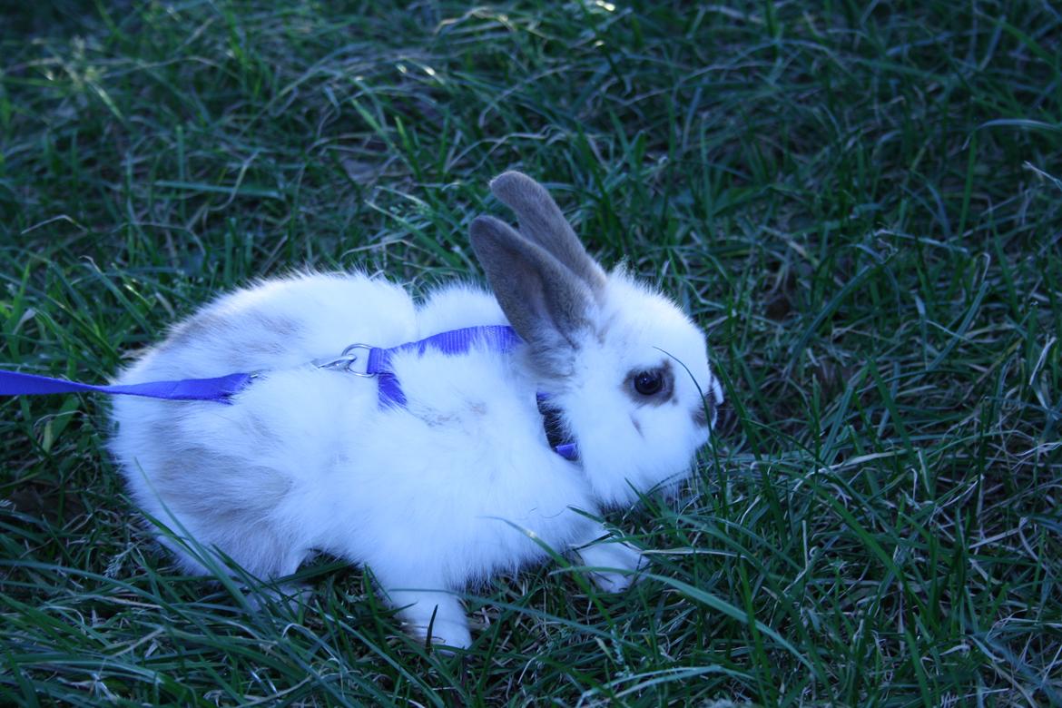 Kanin vimse billede 15