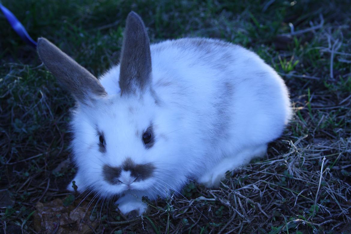 Kanin vimse billede 9