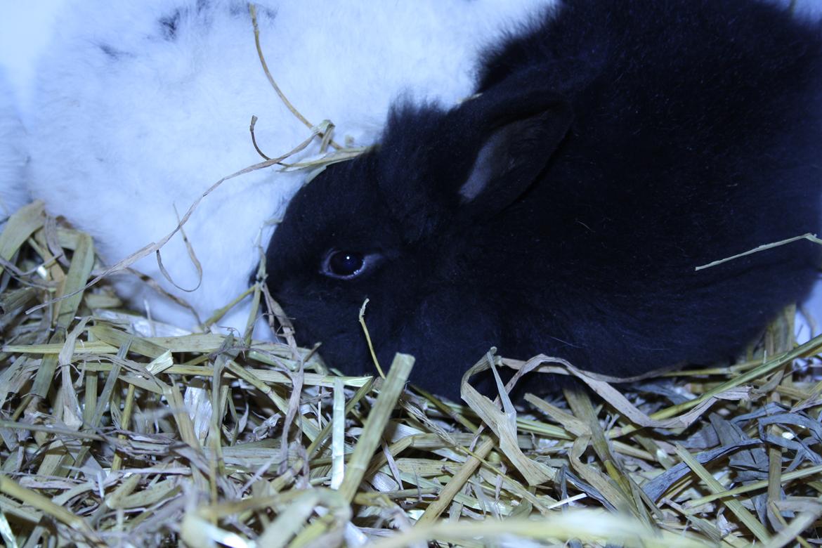 Kanin stampe billede 11