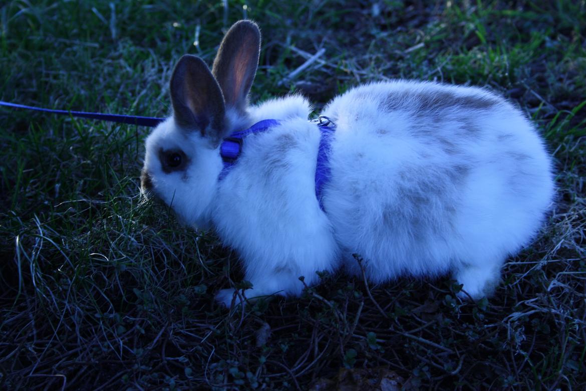 Kanin vimse billede 16