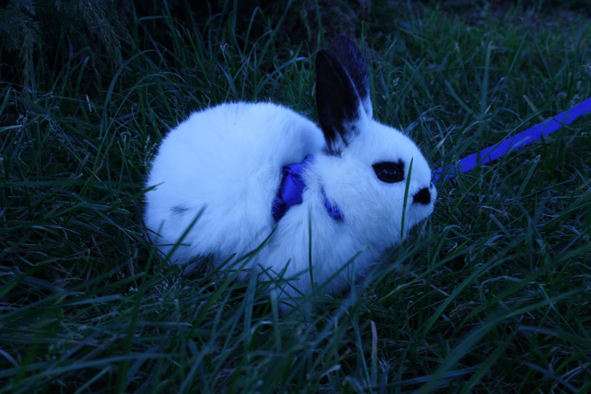 Kanin Spot billede 16
