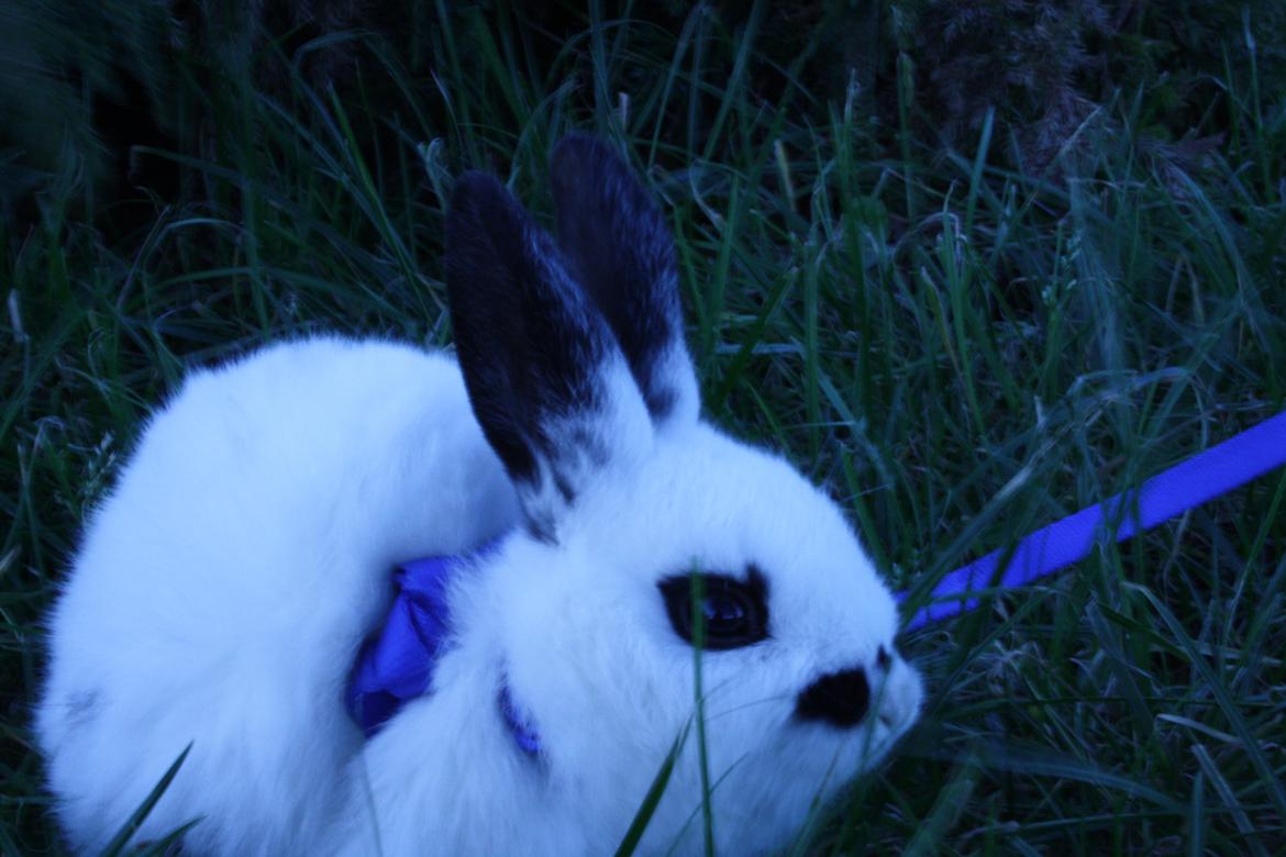 Kanin Spot billede 6