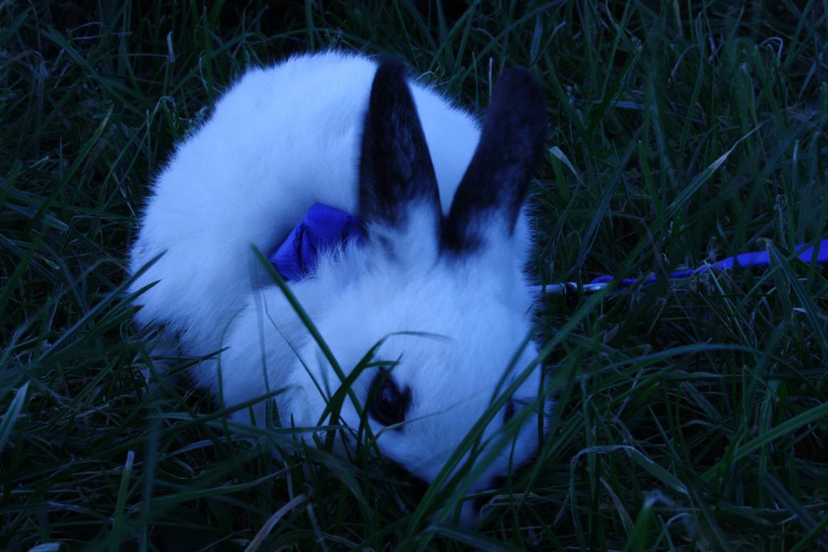 Kanin Spot billede 2