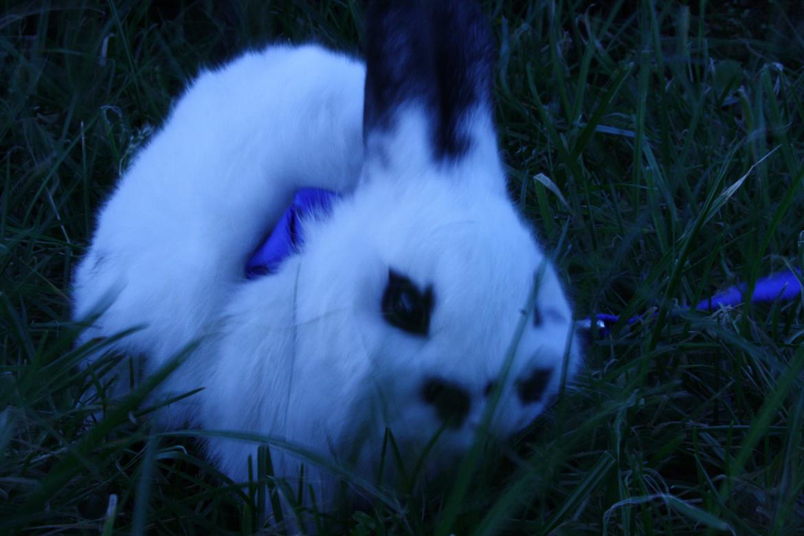 Kanin Spot billede 3