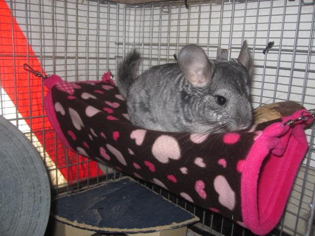 Chinchilla Wilma *aflivet d. 04-06-2012* - 9 måneder gammel.  billede 1