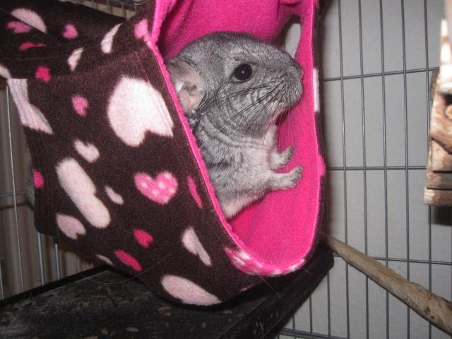 Chinchilla Wilma *aflivet d. 04-06-2012* - 9 måneder gammel.  billede 20