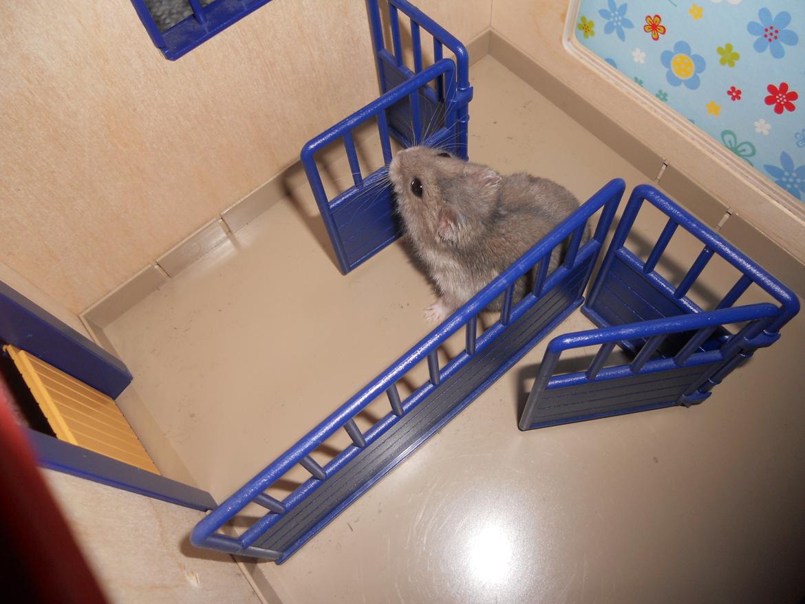 Dværghamster Findus<3 † R.I.P. † - Leger lige i et hus!:D<3 billede 17