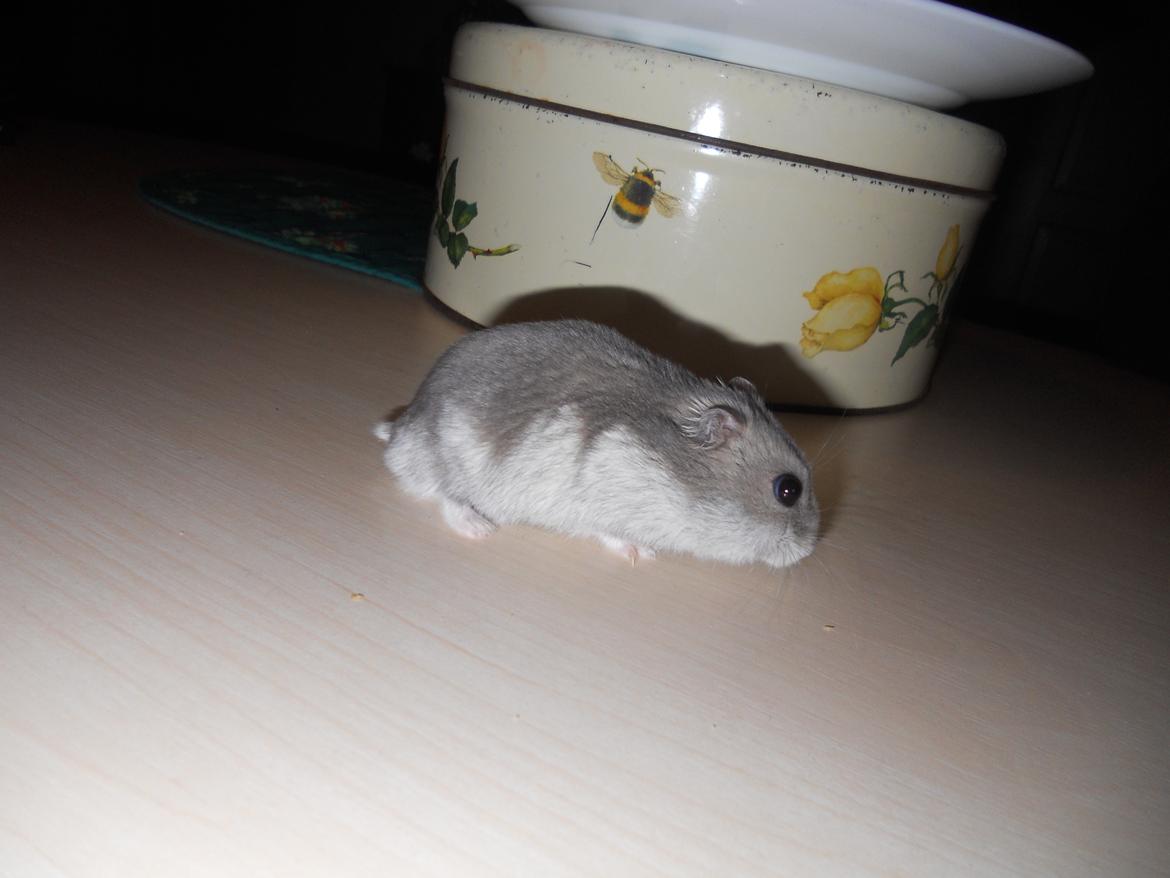 Dværghamster Findus<3 † R.I.P. † - Løber på køkkenbordet!:-P billede 18