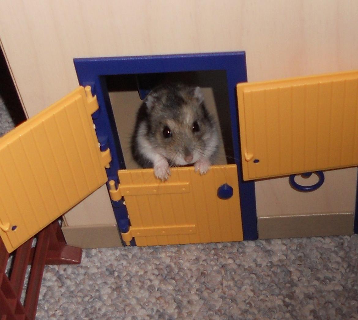 Dværghamster Striber<3 † R.I.P. † - Nurh, er han ikke kær??:') Han kigger lige ud!<3 billede 18