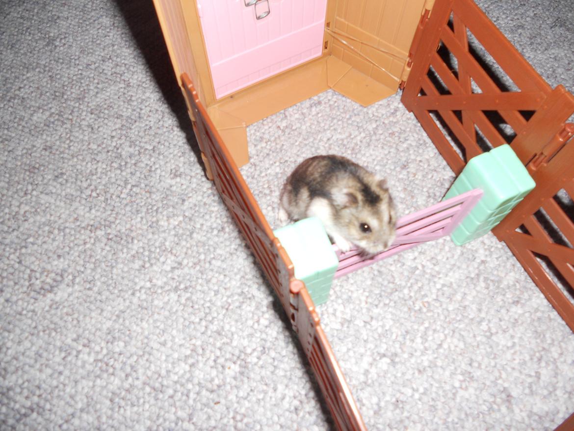 Dværghamster Striber<3 † R.I.P. † - Så skal der springes!:-D billede 19