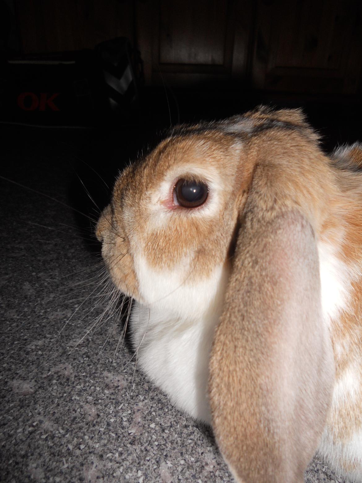 Kanin Pjuske<3 - PJUSKE!<3 billede 19