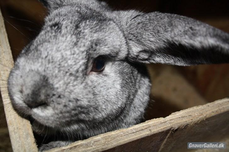 Kanin Equos Akoya - Velkommen til bassens prof. ;)

Foto. MMB foto!  billede 1