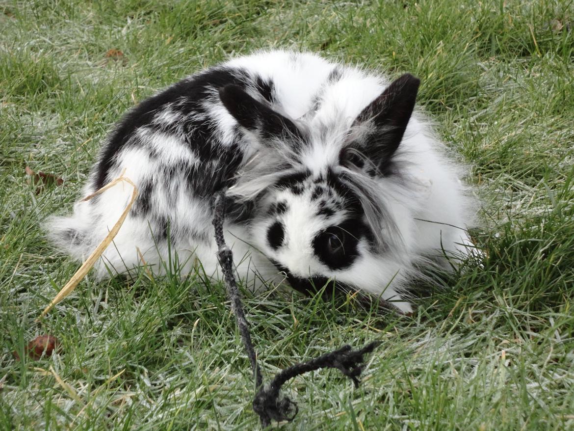 Kanin Stald Spirs Marokko De Maputo billede 2