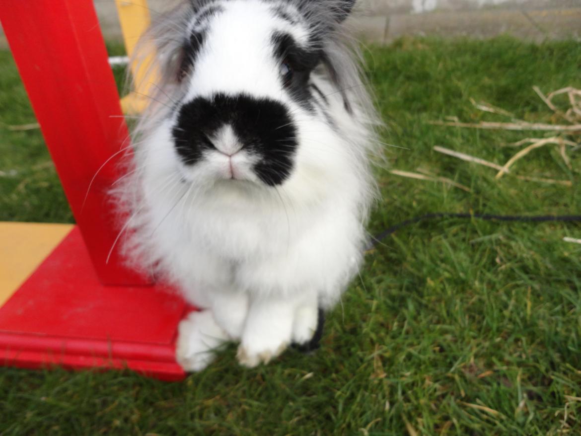 Kanin Stald Spirs Marokko De Maputo billede 6