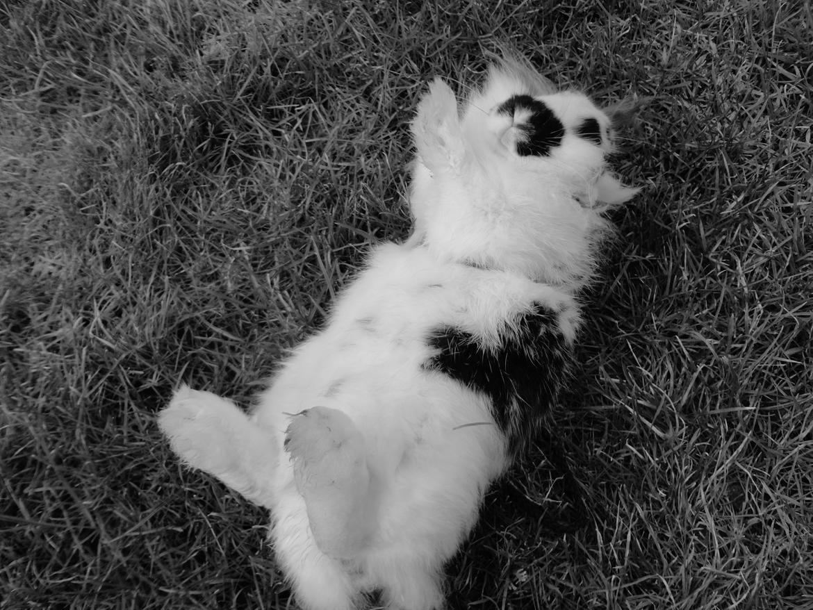 Kanin Stald Spirs Marokko De Maputo - Velkommen til lille Rokkos profil ;') billede 1