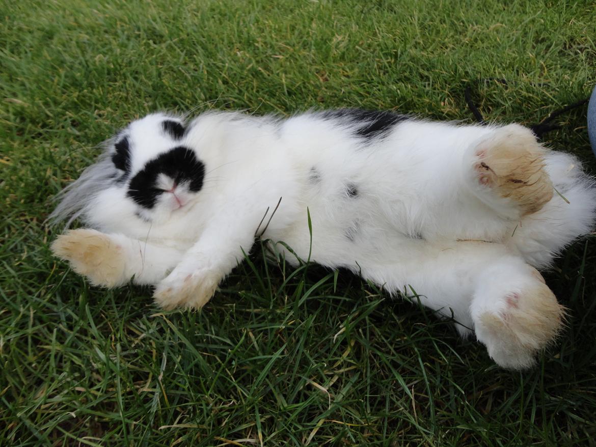 Kanin Stald Spirs Marokko De Maputo - Nuttet er hun da? :') billede 9