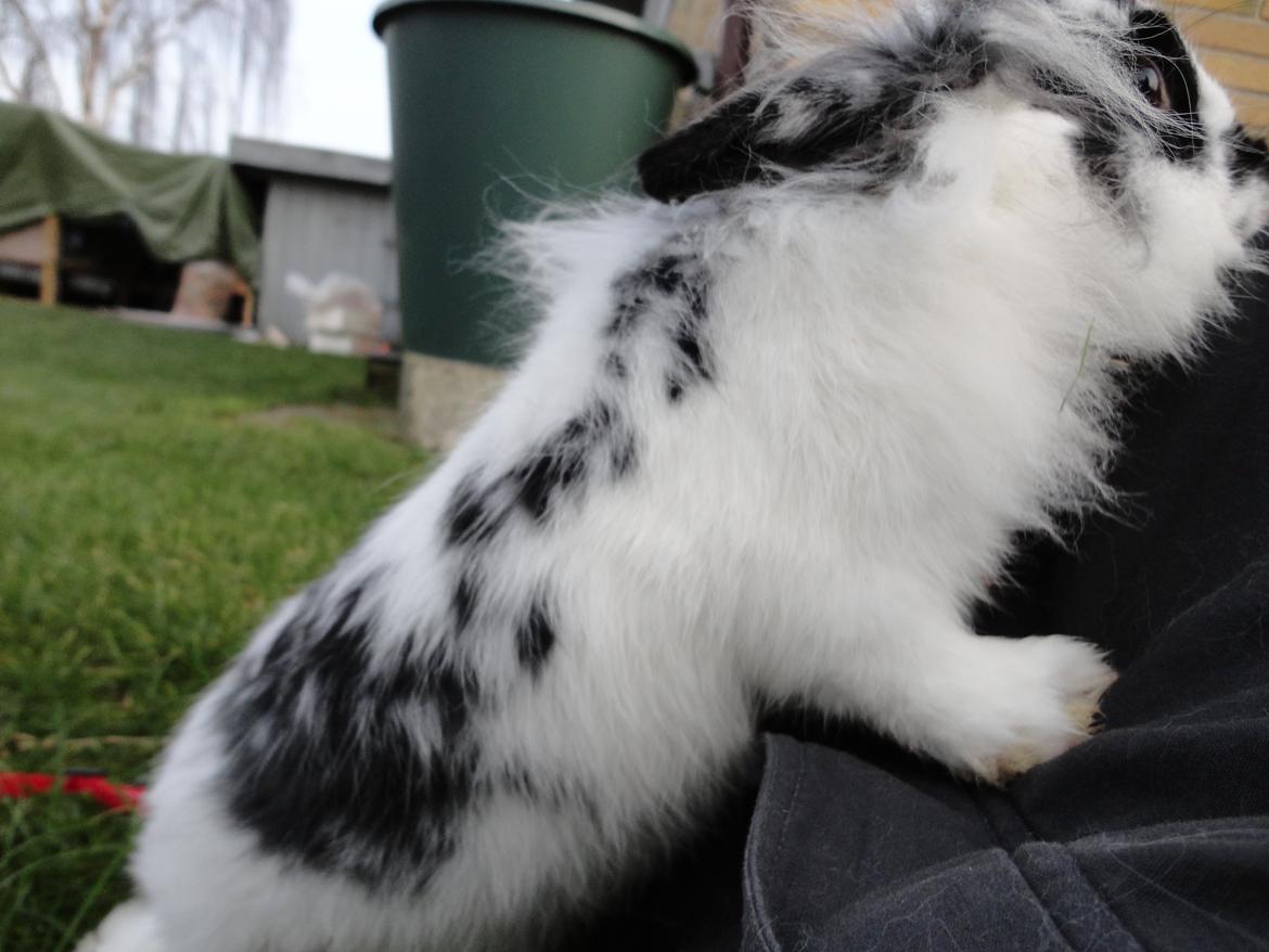 Kanin Stald Spirs Marokko De Maputo billede 11