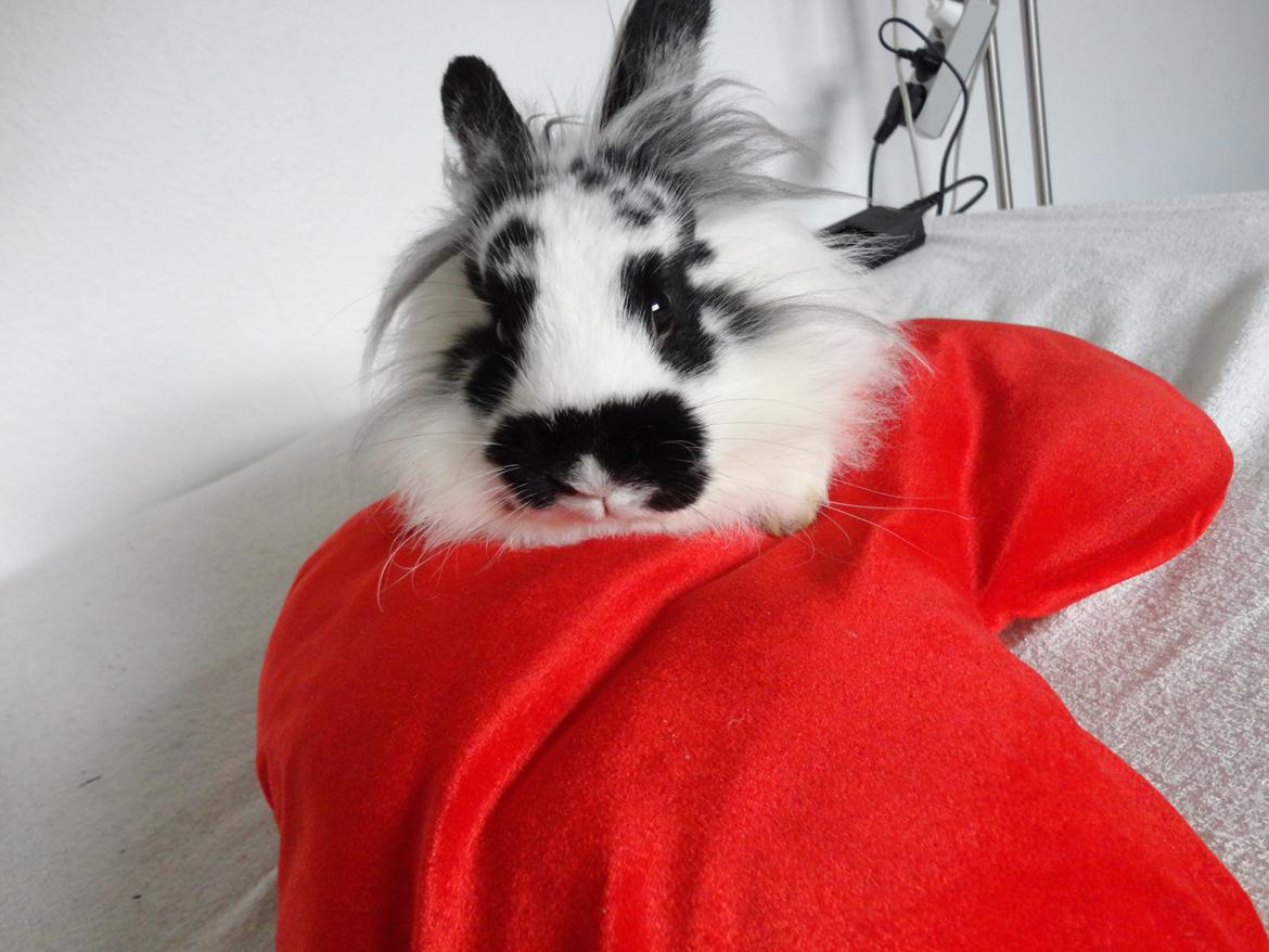 Kanin Stald Spirs Marokko De Maputo billede 13