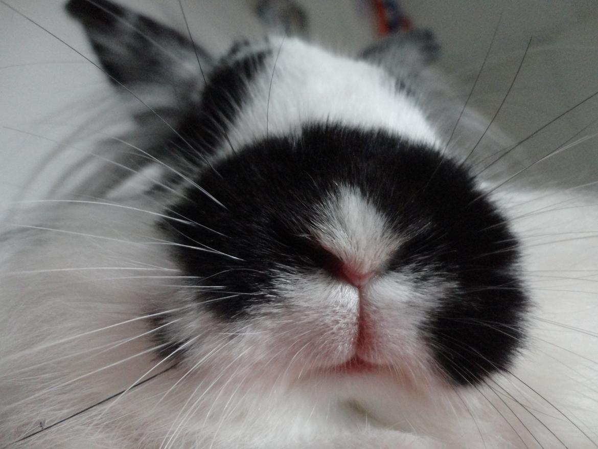 Kanin Stald Spirs Marokko De Maputo billede 4