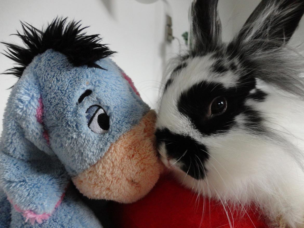 Kanin Stald Spirs Marokko De Maputo - ÆSEL! :p billede 14