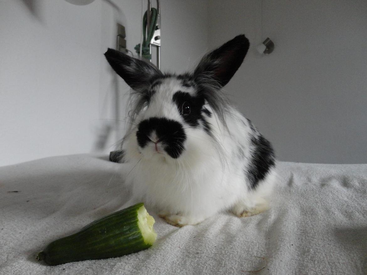 Kanin Stald Spirs Marokko De Maputo billede 15