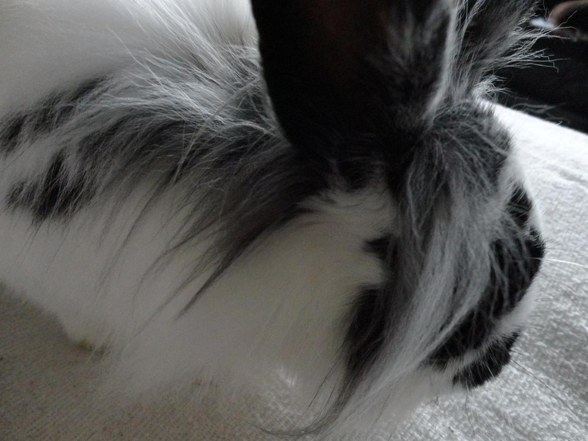 Kanin Stald Spirs Marokko De Maputo billede 16