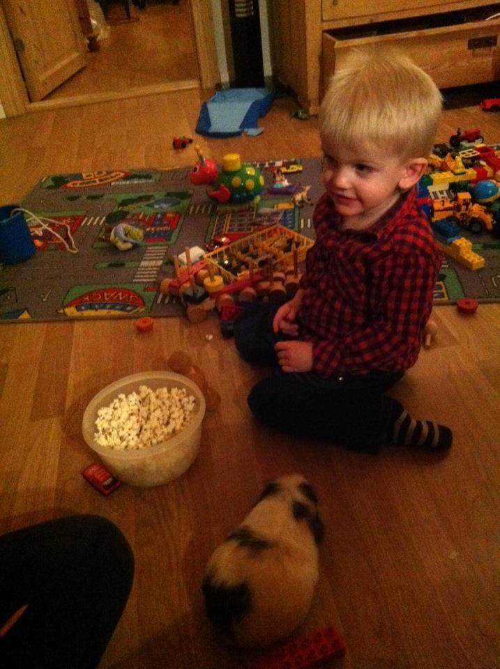 Marsvin Posidon Von Sortfod - Trisdan og Polle spiser popkorn og pebberfrugt :)  billede 12