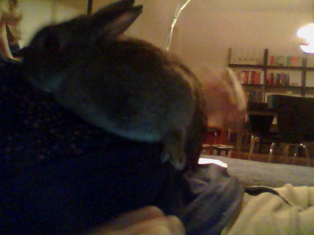 Kanin Ninus <3 billede 13