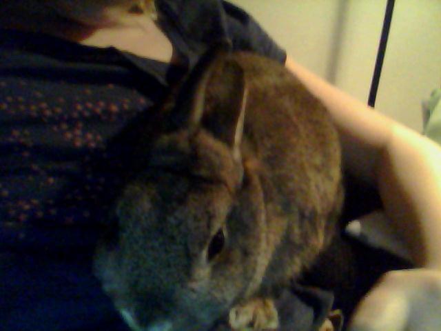 Kanin Ninus <3 billede 14