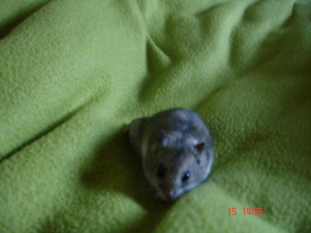 Dværghamster Pusling billede 4