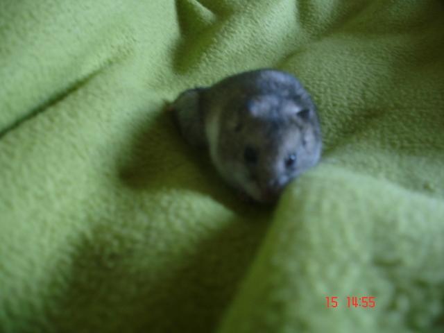 Dværghamster Pusling billede 5