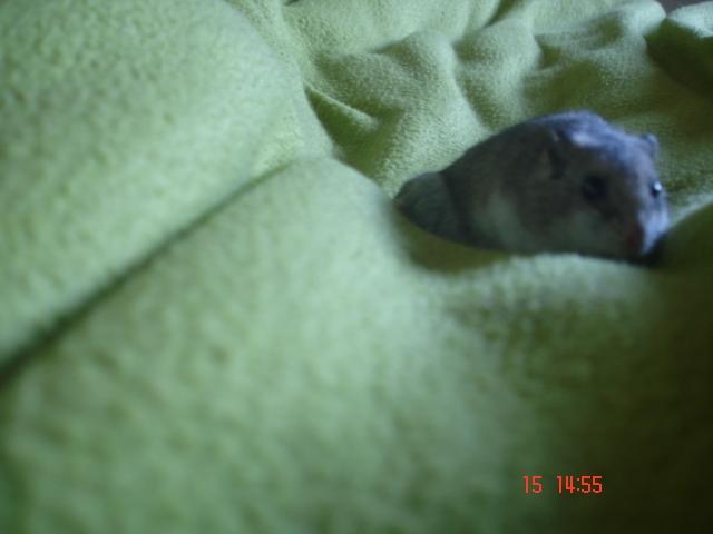 Dværghamster Pusling billede 6