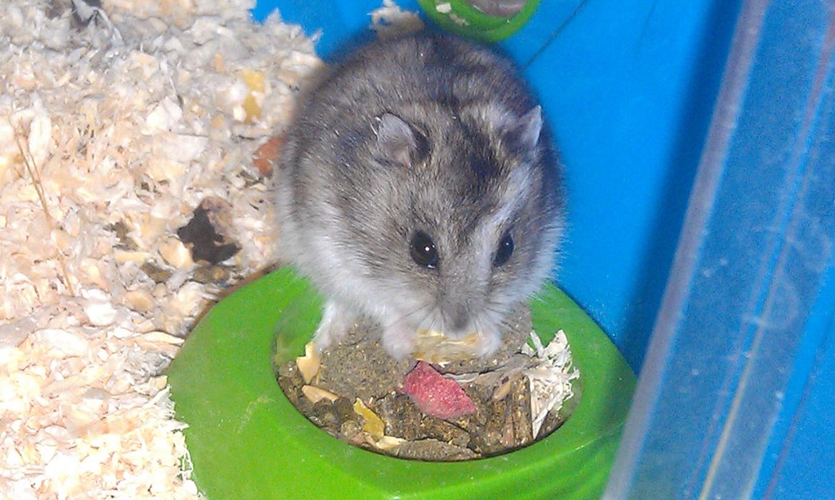 Dværghamster trille billede 1