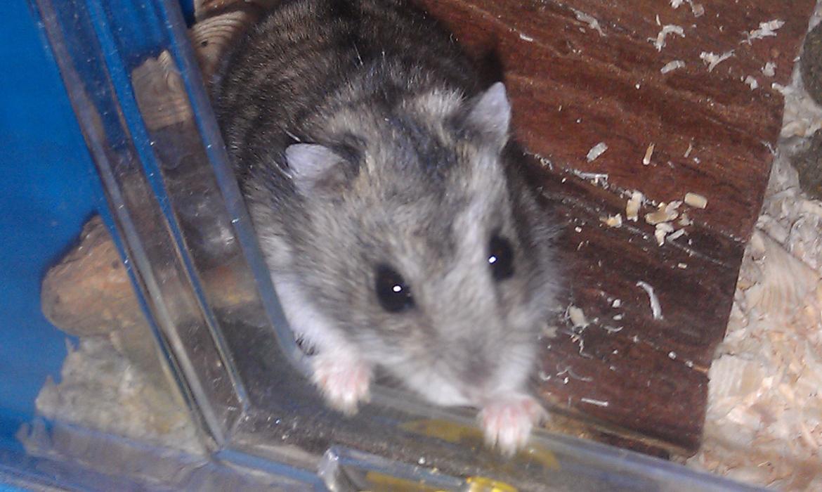 Dværghamster trille billede 2