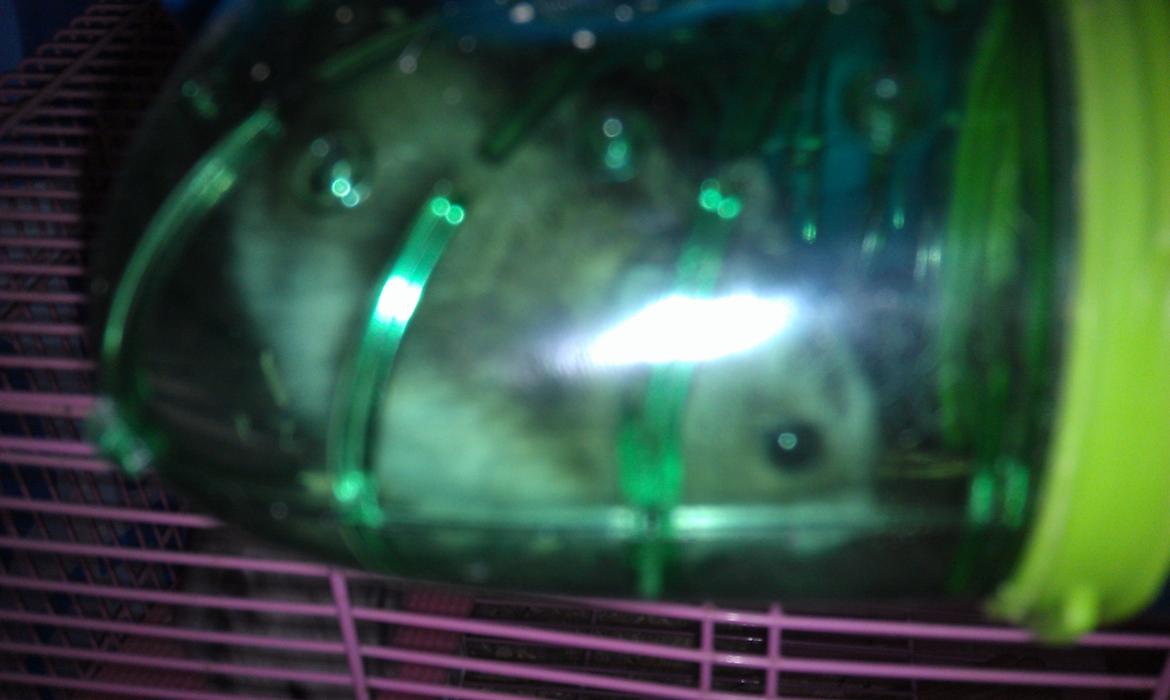 Dværghamster trille billede 3