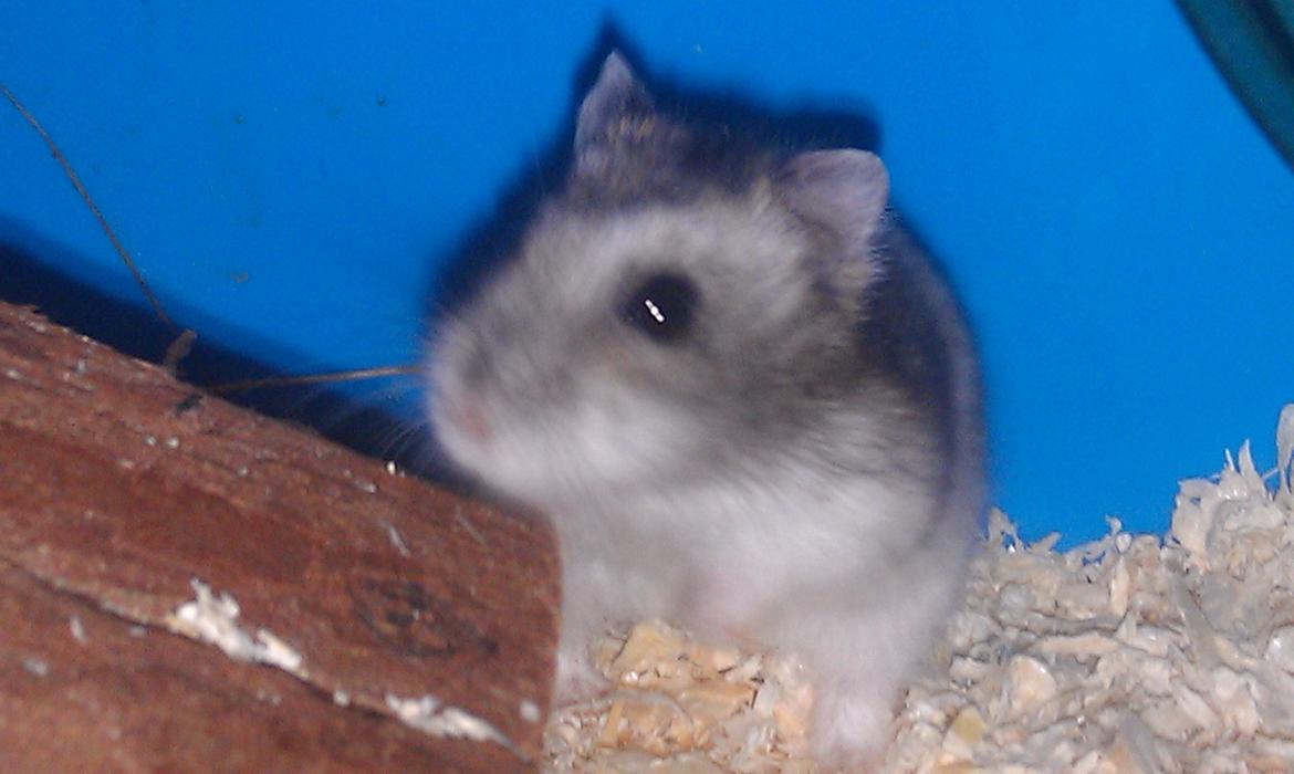 Dværghamster trille billede 4