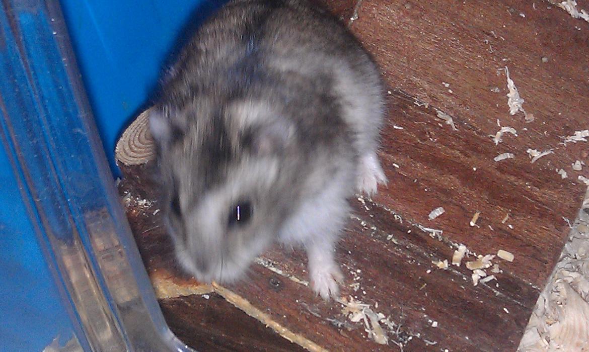 Dværghamster trille billede 5