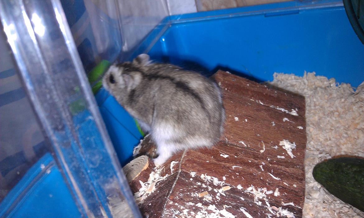 Dværghamster trille billede 6