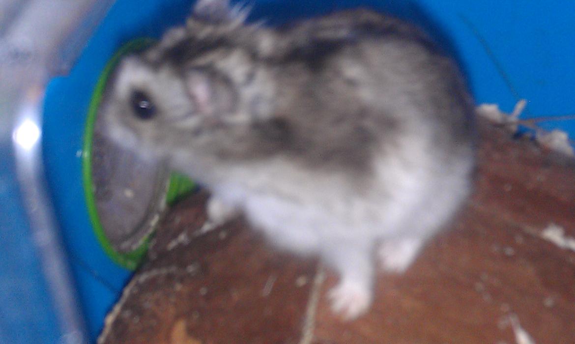 Dværghamster trille billede 7