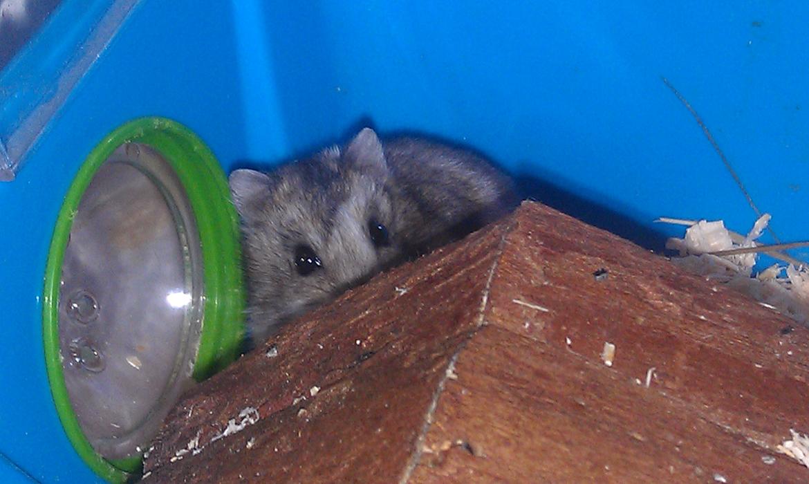 Dværghamster trille billede 8