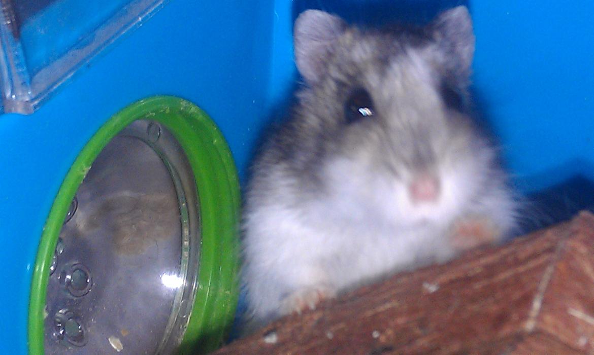 Dværghamster trille billede 9