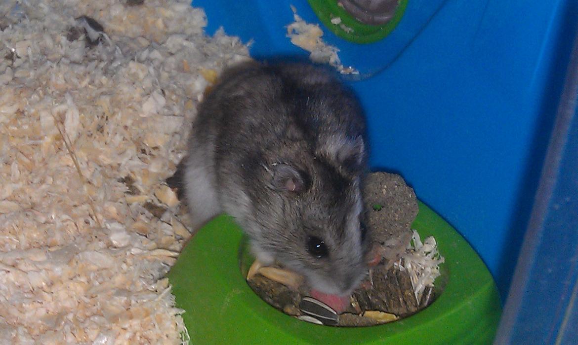 Dværghamster trille billede 10