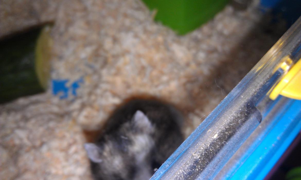 Dværghamster trille billede 11