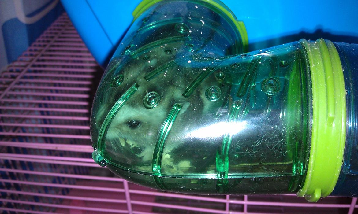 Dværghamster trille billede 12