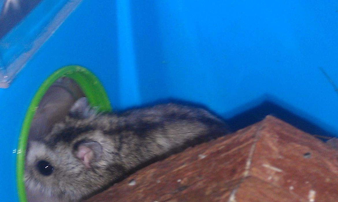 Dværghamster trille billede 13