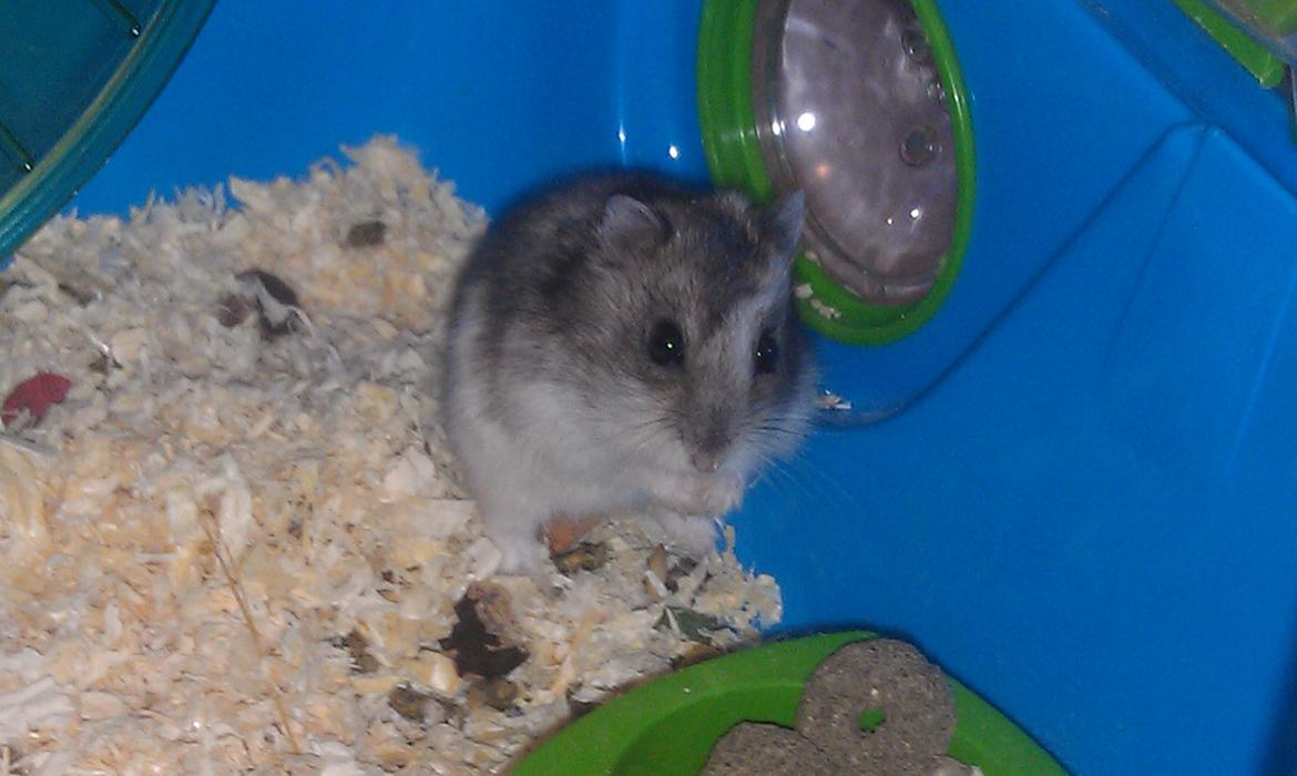 Dværghamster trille billede 14